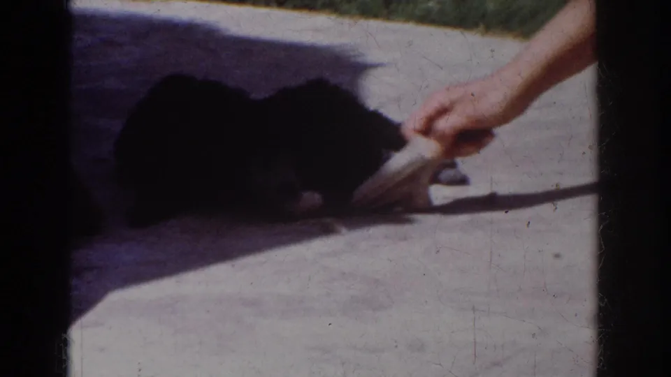 In Yorba Linda 1962 home-movie footage, two small black dogs crouch on a sunlit patio as a hand offers a cloth object.