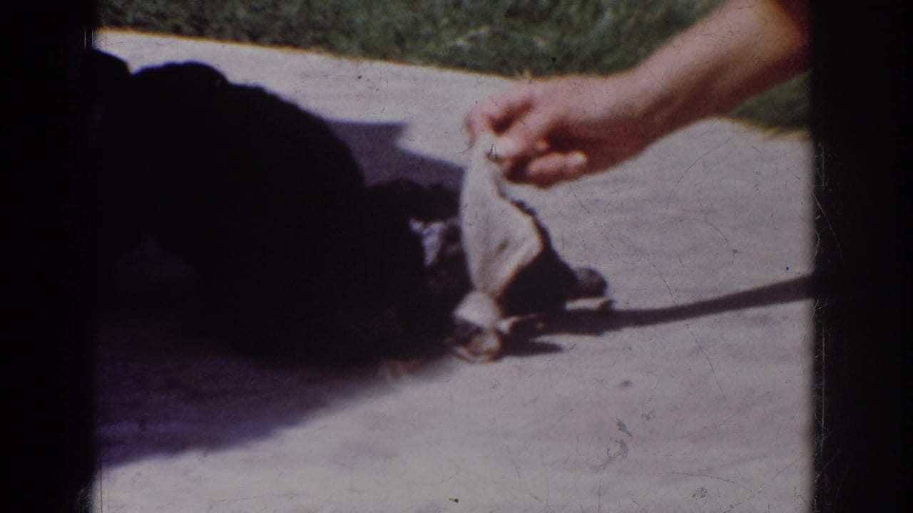 The hand and forearm remain visible as two small black dogs investigate a cloth on a bright Yorba Linda patio.
