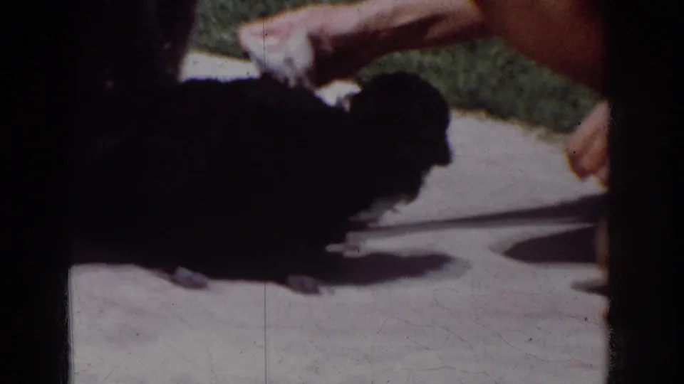 Two small black dogs reach upward toward a cloth held by a partially visible person in 1962 home-movie footage.