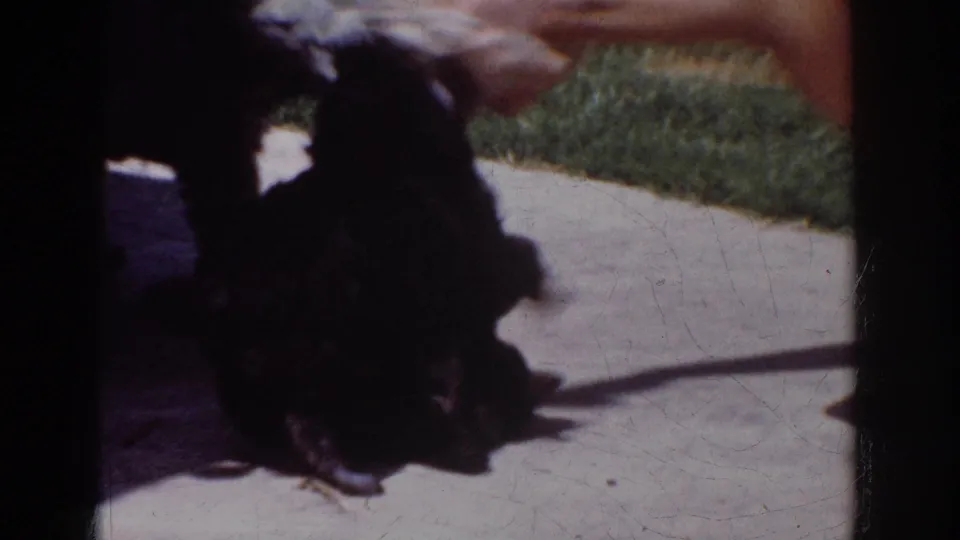 Near the end of the Yorba Linda pet-play scene, the small dogs cluster by the person's arm on the sunny patio.