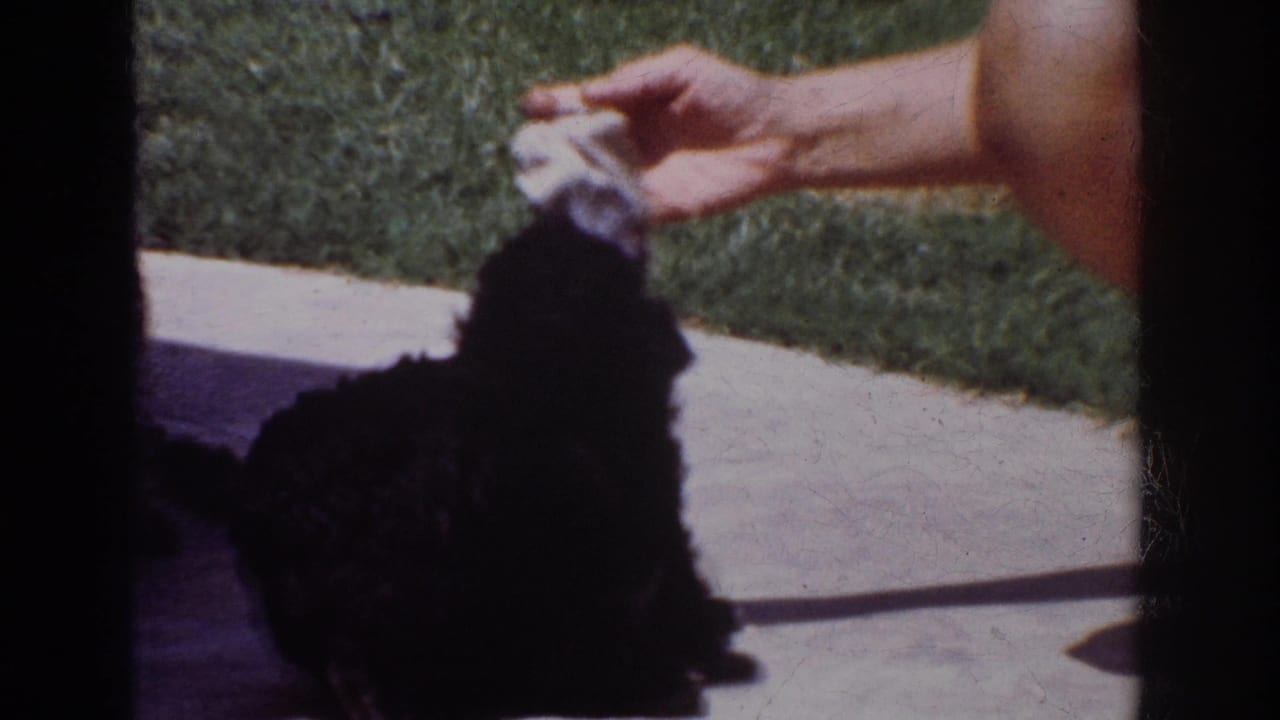 In 1962 Yorba Linda home-movie footage, a small black poodle stands on pavement as a bare arm holds a white sock above it.