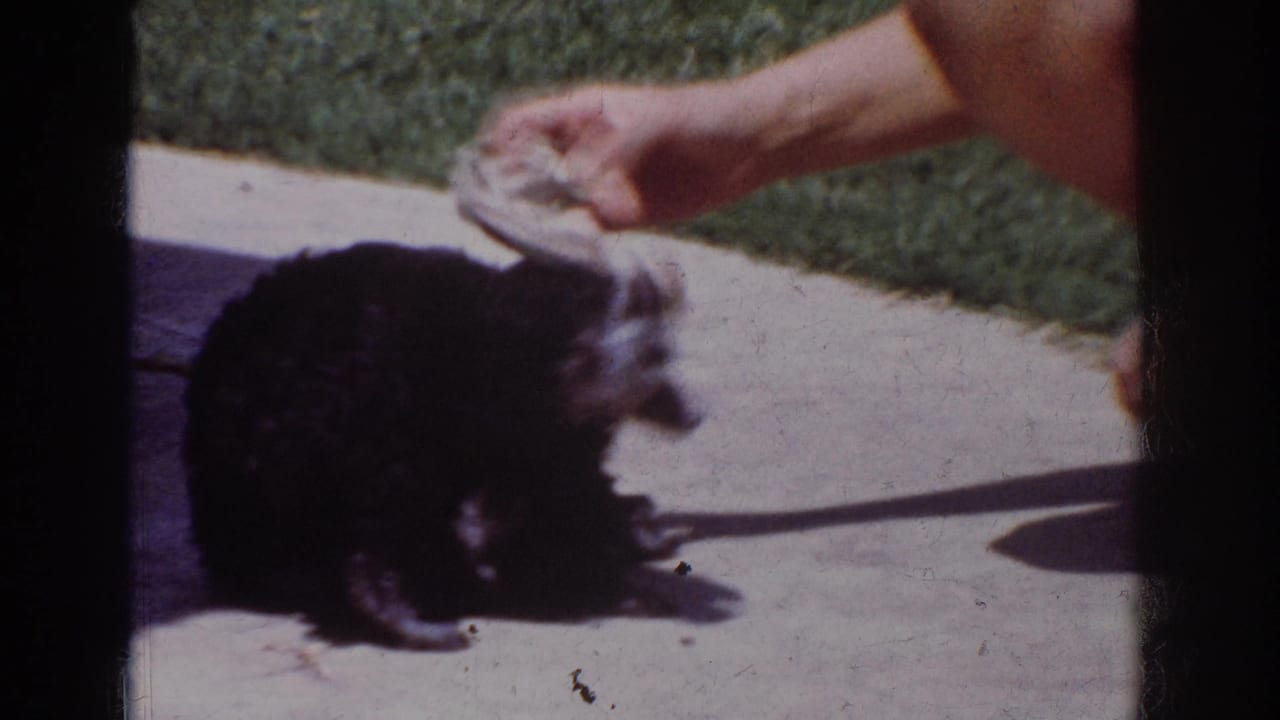 Small black poodle crouching as a person's hand lowers a white sock toward its head.