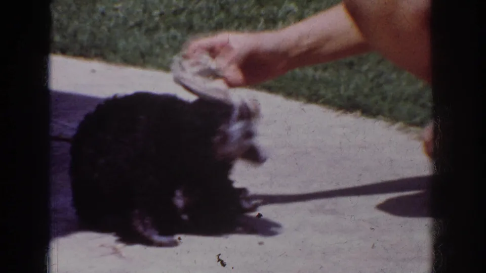 The poodle crouches on a sunlit concrete surface while a person moves a white sock close to the dog during play.