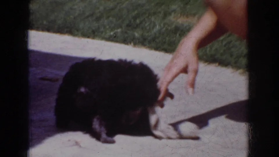 A small black poodle faces a white sock on the concrete as a bare hand gestures nearby in the home-movie frame.