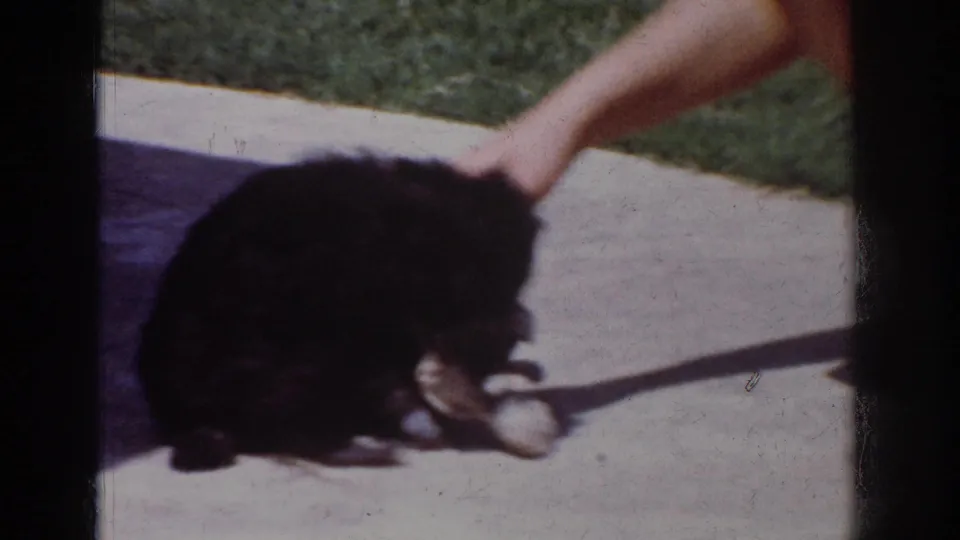 The poodle bends down over the white sock on sunlit pavement as a person's hand remains close, continuing the play interaction.