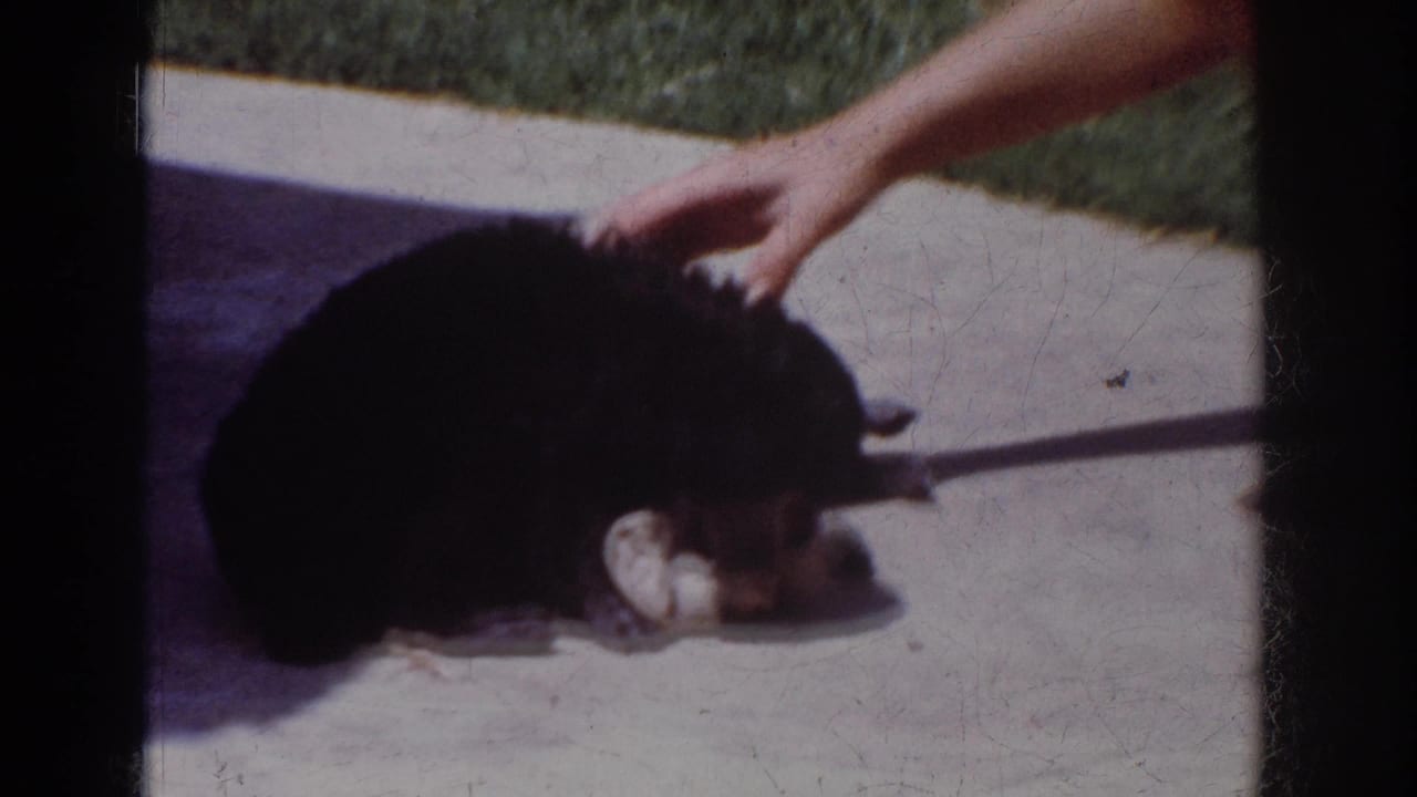 1962 Yorba Linda home-movie frame showing a fluffy black puppy on sunlit concrete while a person's hand touches its head.