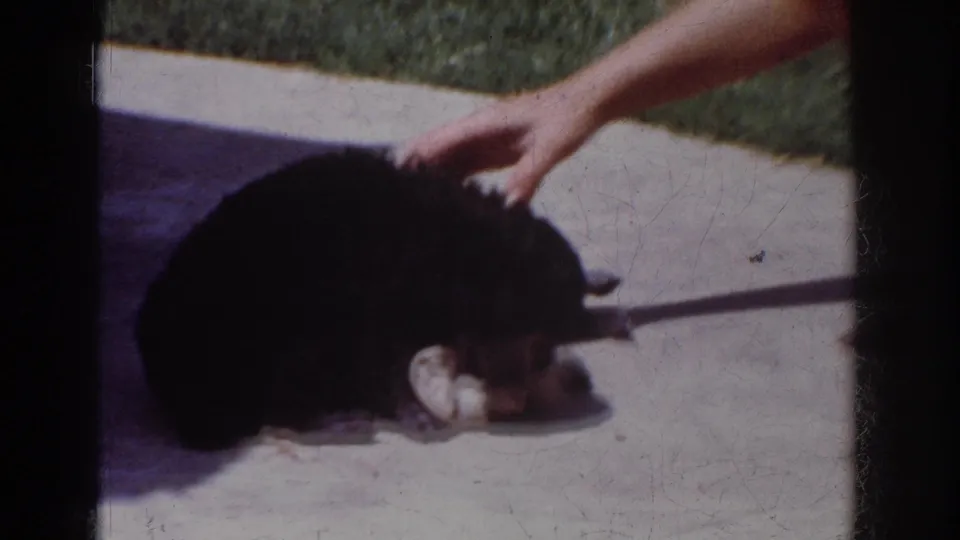 1962 Yorba Linda home-movie frame showing a fluffy black puppy on sunlit concrete while a person's hand touches its head.