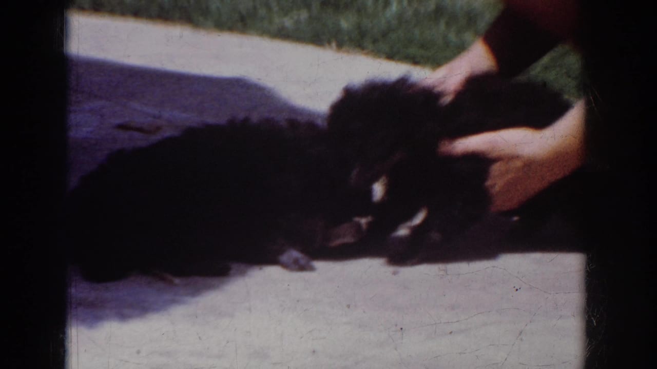 1962 Yorba Linda frame with two dark puppies on a bright concrete patio as adult hands gently guide their interaction.