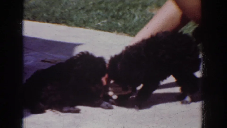 Two fluffy black puppies nuzzle on a Yorba Linda patio in 1962 home-movie footage, with a person's arm visible above them.