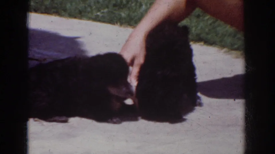 Final 1962 Yorba Linda frame shows a person steadying one small black puppy while the other rests or crouches on the concrete.