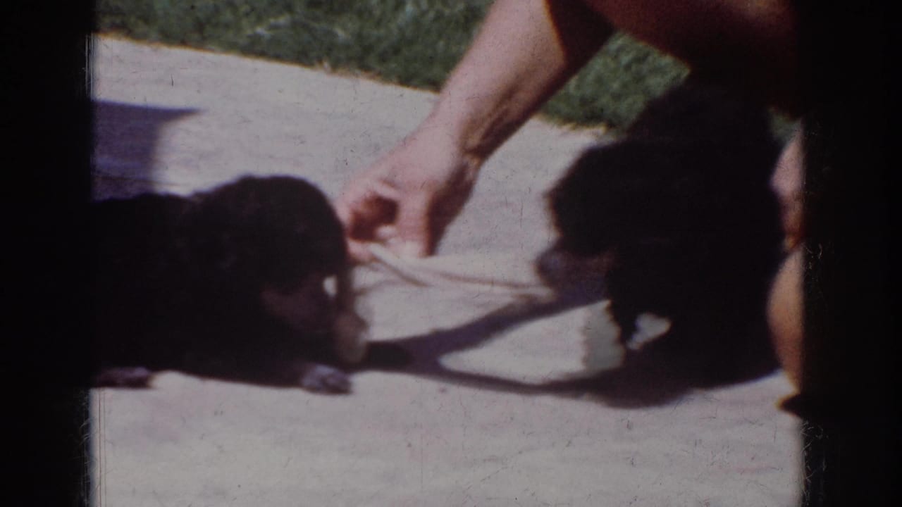 In 1962 Yorba Linda home-movie footage, two small black poodle puppies approach a white sock toy held by a person just outside the frame.