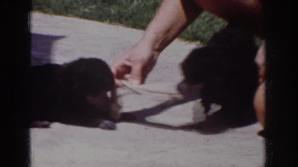 In 1962 Yorba Linda home-movie footage, two small black poodle puppies approach a white sock toy held by a person just outside the frame.