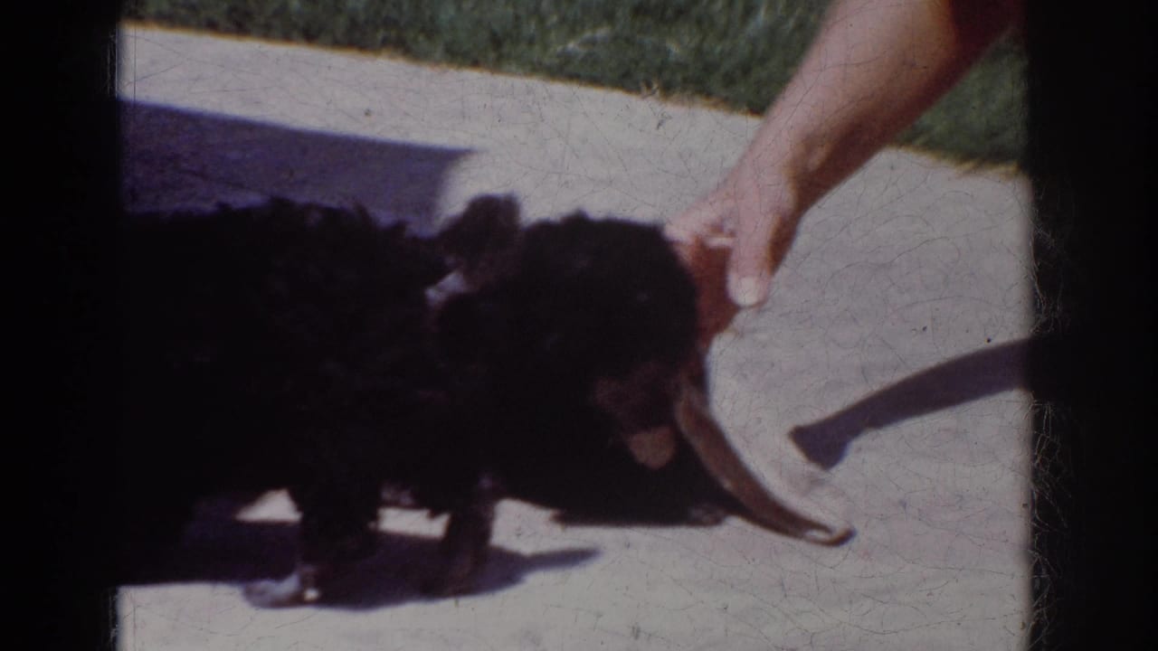 Two small black poodle puppies play with a white sock toy on a concrete patio in the supplied 1962 Yorba Linda home-movie scene.