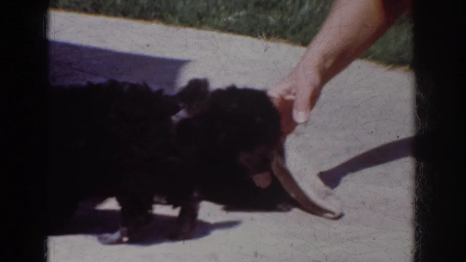 Two small black poodle puppies play with a white sock toy on a concrete patio in the supplied 1962 Yorba Linda home-movie scene.