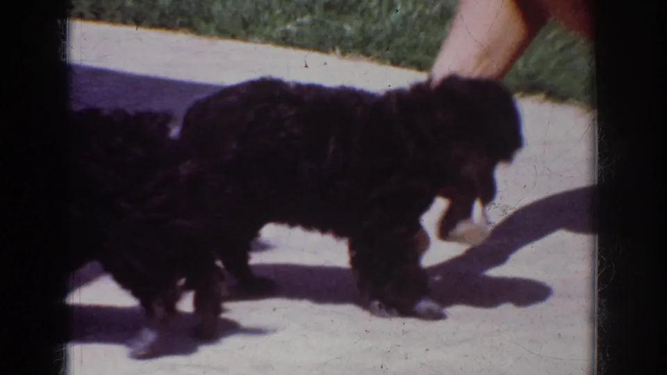 The puppies wrestle or crowd together on the concrete patio as an adult hand remains near them in this 1962 home-movie frame.