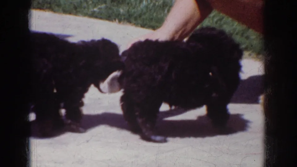 Two small black poodle puppies investigate the sock toy on a Yorba Linda patio, with a person partly visible at the edge of frame.