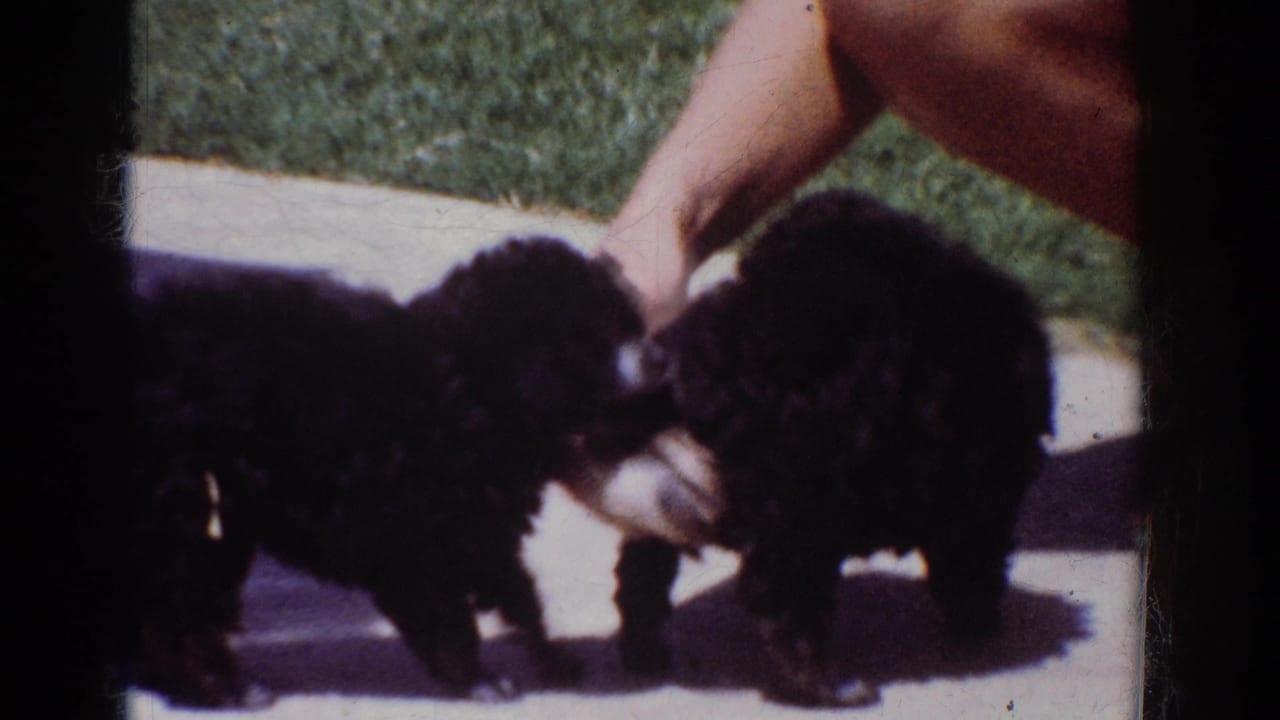 In supplied 1962 Yorba Linda home-movie footage, two small black puppies explore a backyard patio while a person’s hand reaches toward them.