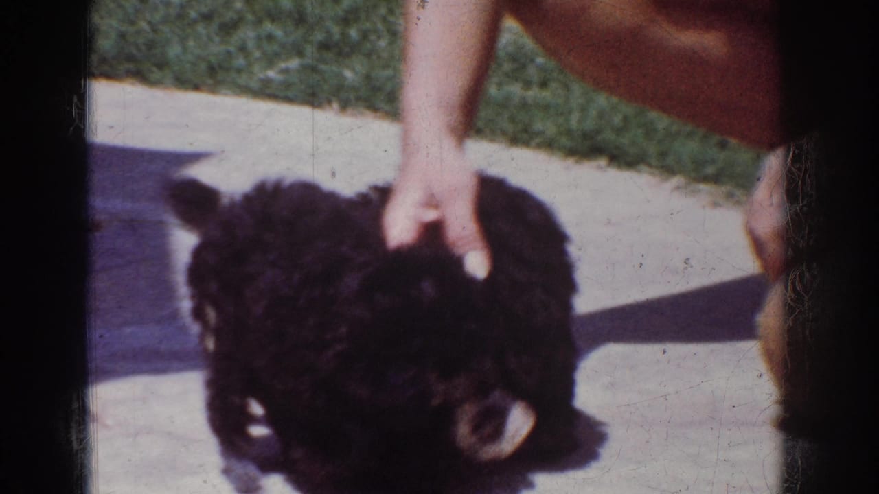 A hand gently rests on a small black curly-haired puppy on a backyard patio in the supplied Yorba Linda, California 1962 footage.