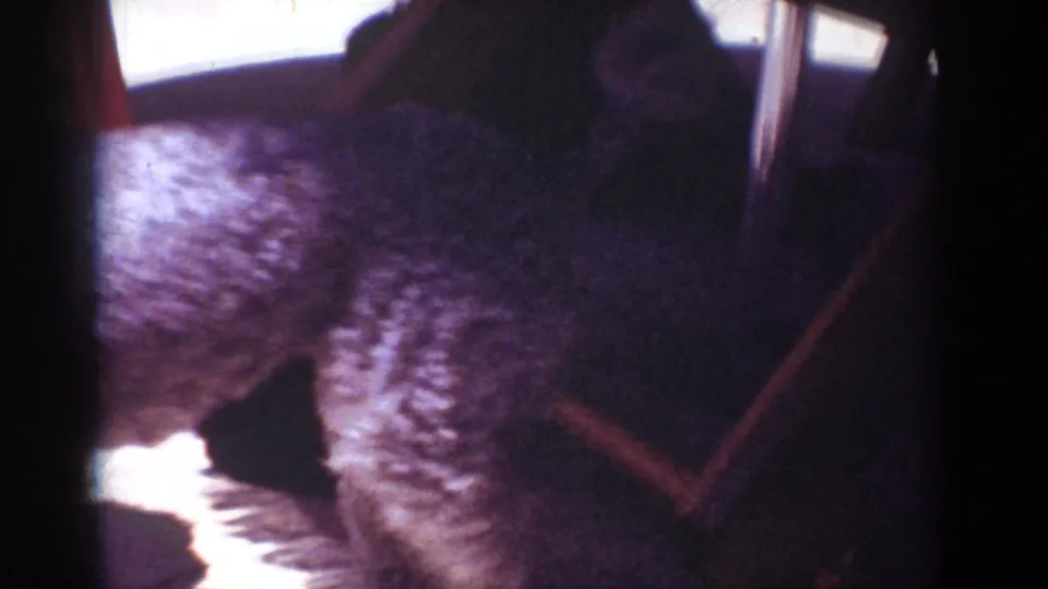 1962 Yorba Linda home-movie frame with two dogs close together on a sunlit patio, one partly in shadow beside a red tugging strap or toy.