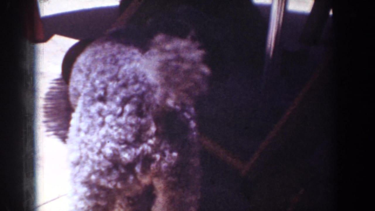 A small fluffy dog appears near dark living room furniture in 1962 Yorba Linda home-movie footage.