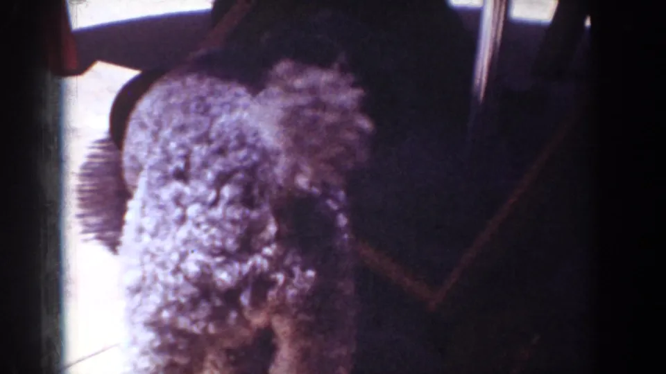 A small fluffy dog appears near dark living room furniture in 1962 Yorba Linda home-movie footage.