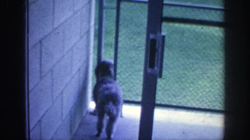 A small dog stands near a glass door in the Memphis home footage, looking toward the doorway with a chain-link fence visible beyond the glass.