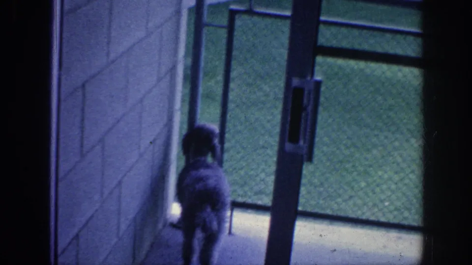 The dog is framed closer and lower by the glass door, with the interior wall, door handle, and chain-link fence outside still visible.