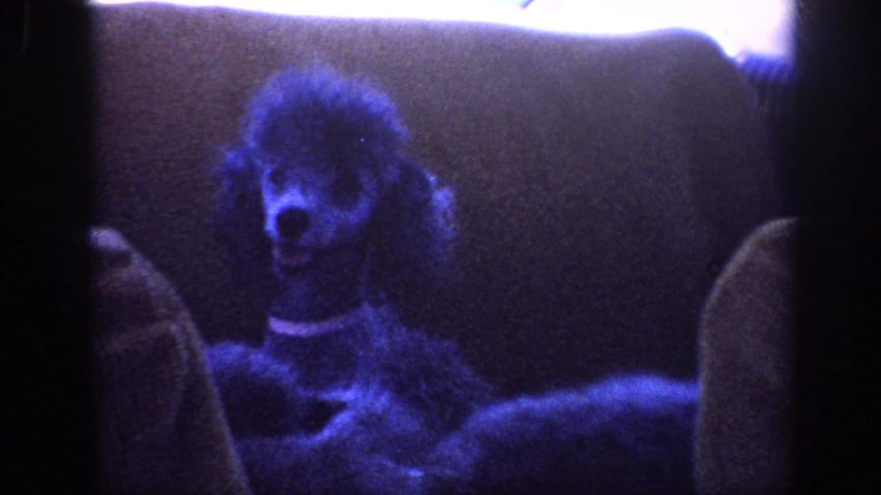 Dark poodle sitting on a car rear seat, tinted blue by the film color shift.