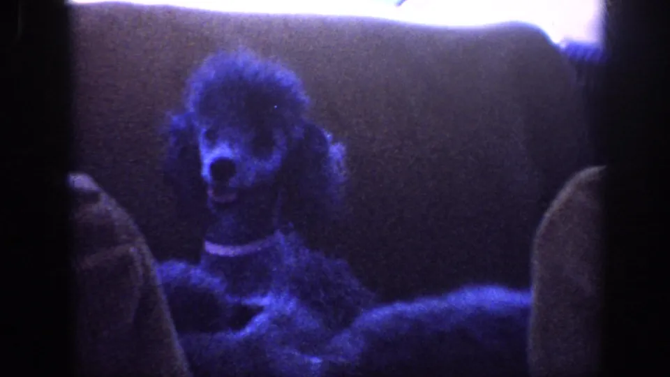 A dark poodle rides in the back seat of a car in 1963 Memphis footage, with upholstery and window glare around it.