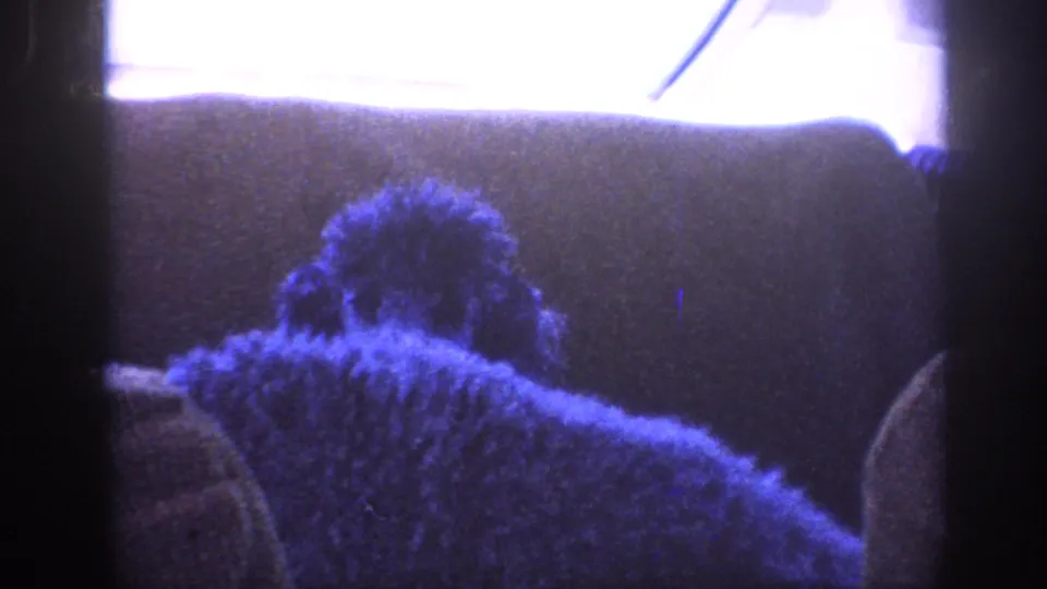 Rear-seat view of a dark poodle in a moving car, its fur rendered blue-purple by the 8mm film shift.