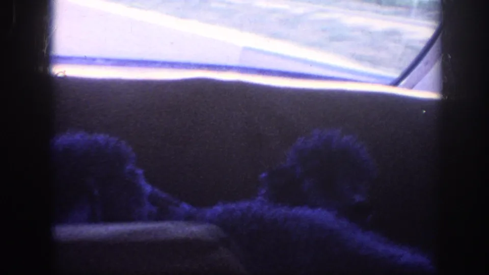 Two dark poodles ride in the back seat of a car, with a pale road glimpse through the window in 1963 Memphis travel footage.