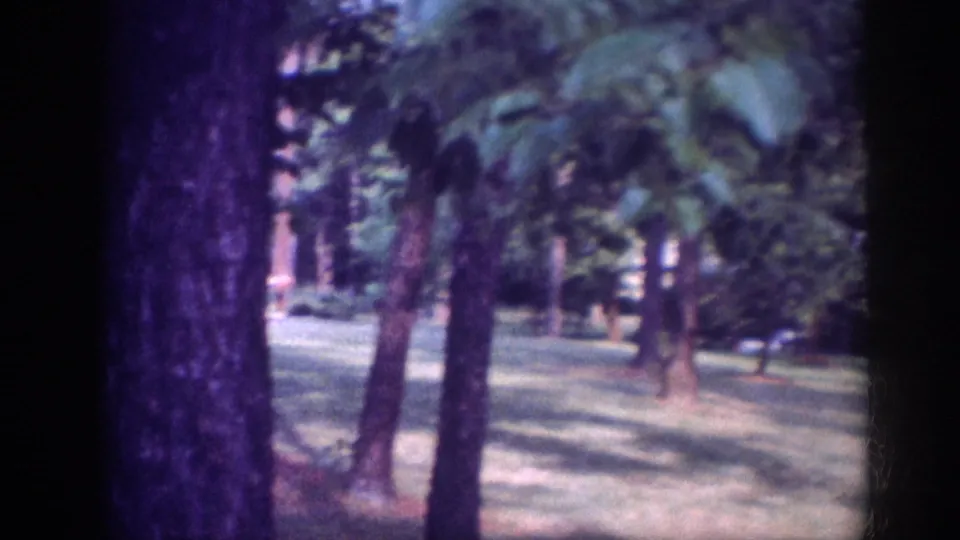 Dense wooded scene with tall deciduous trees and grassy ground in dappled sunlight, 8mm home movie footage circa 1963.