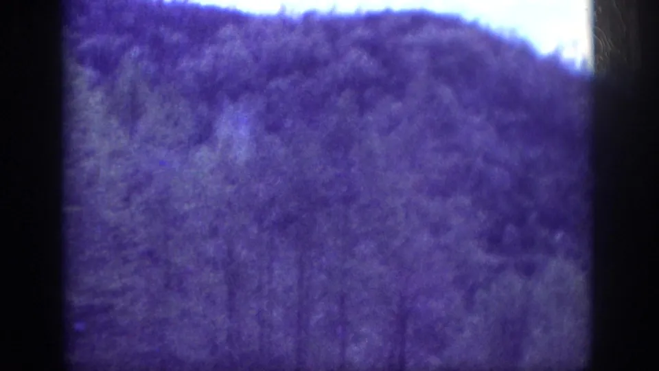 1963 8mm home movie — panned close view of a dense tree-covered hillside beside the highway, very heavy purple cast, pronounced grain, small sky patch at upper right.