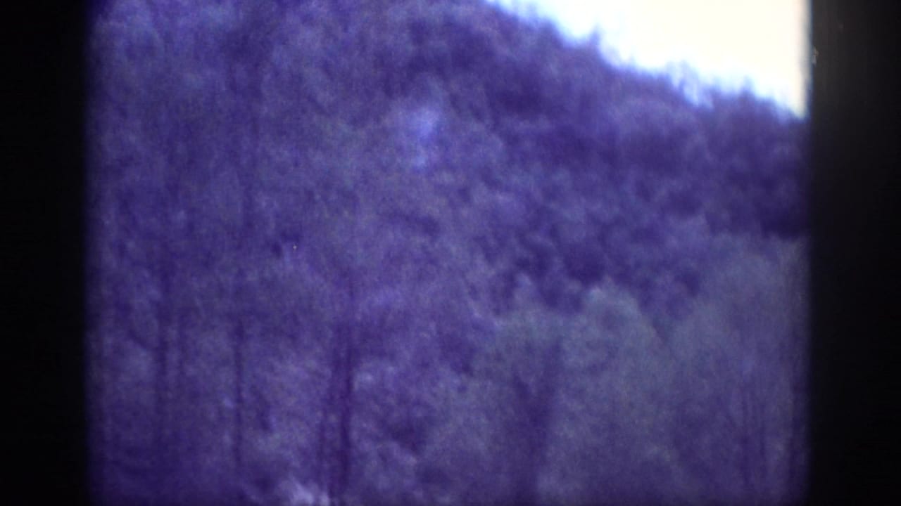 Purple-tinted 8mm frame of a densely wooded hillside filling most of the image, with no road visible.