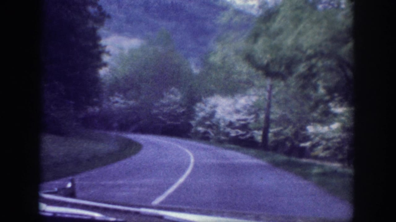 Winding two-lane road curving right through dense green trees and white-flowering shrubs, filmed from a moving vehicle.