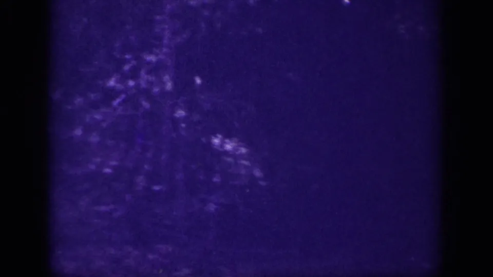 Bare tree trunks and running stream in wooded area; human figure not discernible in this frame; 8mm home movie Memphis, Tennessee, 1963.