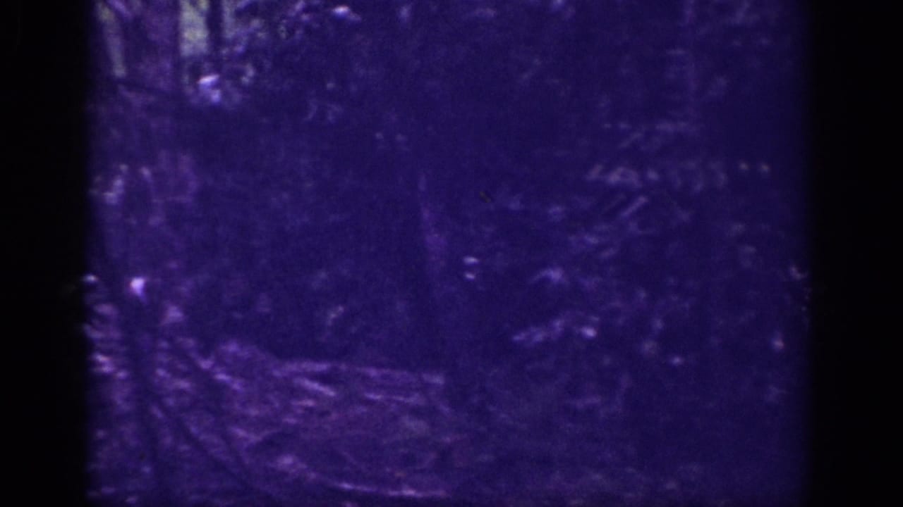 Dark wooded scene with tall trees and dense foliage, strongly underexposed, heavy purple color cast from aged 8mm film.