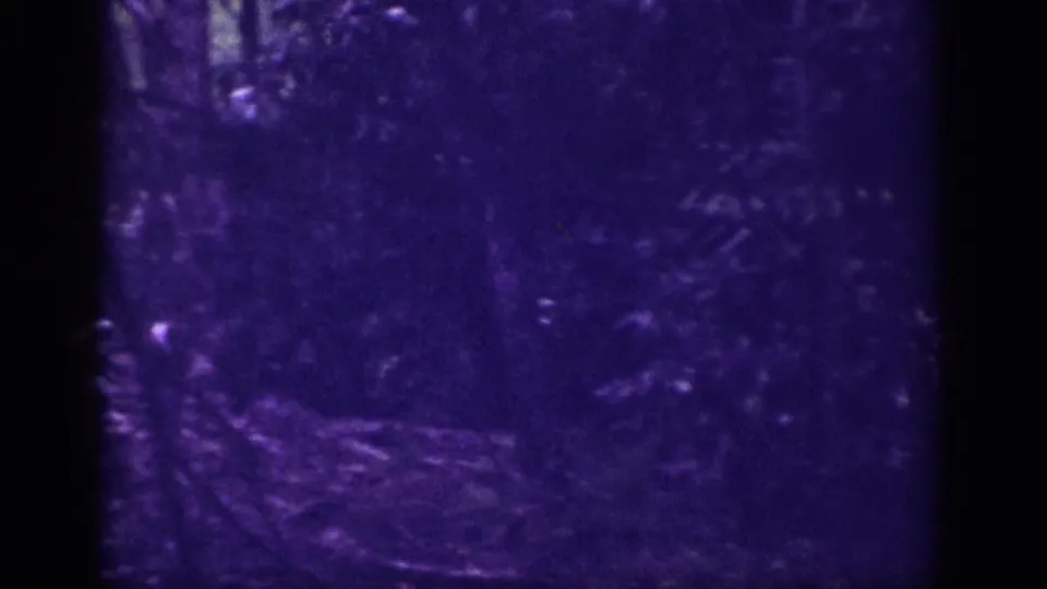 Dense tree canopy and undergrowth in what may be a Memphis Tennessee outdoor setting circa 1963; aged 8mm footage with heavy purple dye-shift and visible grain.