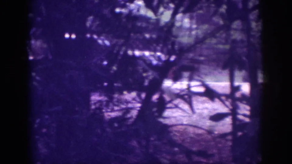 8mm home movie frame, c.1963; pine forest floor with low-lying branches and leaf litter, violet emulsion cast, camera apparently panning downward.