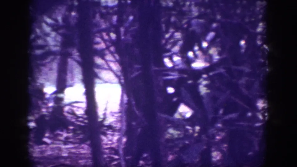 8mm home movie frame, c.1963; pine woodland floor with light patches through tree canopy, violet-shifted aged emulsion, heavy grain.