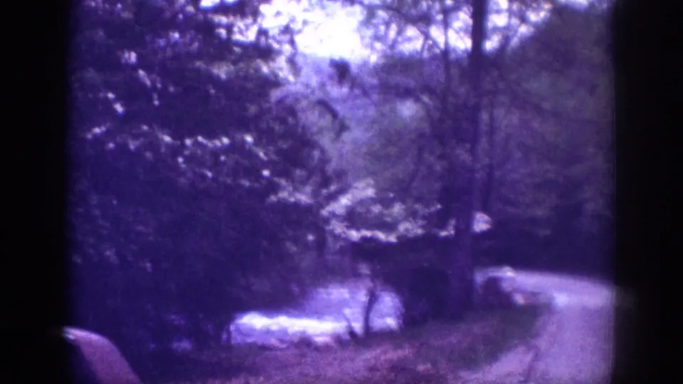 8mm home movie frame from 1963 showing a dirt road winding through leafy forest with a river at left and heavy purple dye-shift from film aging.