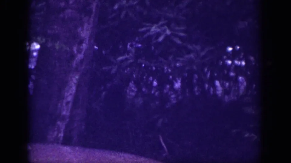 8mm home movie frame from 1963 of dense woodland with multiple dappled light points through the canopy, heavily underexposed with aged purple dye-shift.