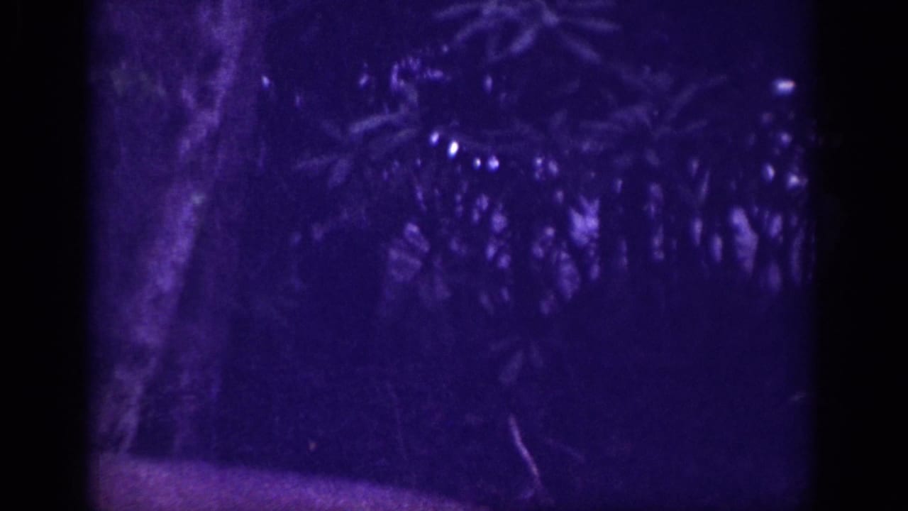 Heavily underexposed 8mm frame of dense woodland foliage in deep purple-blue tones with prominent film grain and a diagonal branch in the lower left