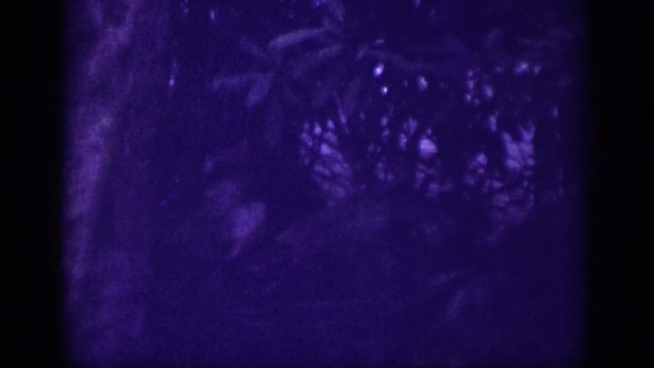 Dense forest canopy filmed on 8mm circa 1963, with characteristic emulsion color shift to deep purple-blue, pronounced grain, and soft-focus tree silhouettes throughout