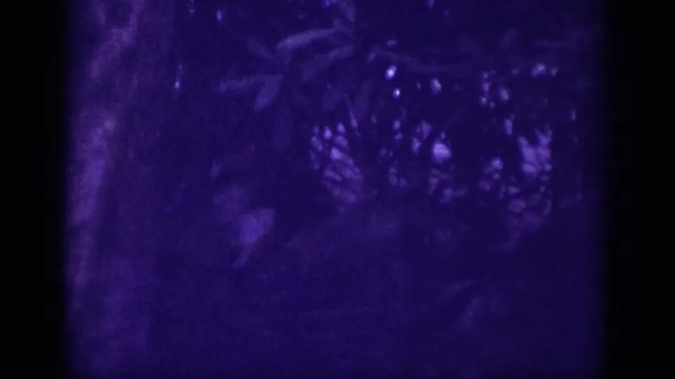 Dense forest canopy filmed on 8mm circa 1963, with characteristic emulsion color shift to deep purple-blue, pronounced grain, and soft-focus tree silhouettes throughout