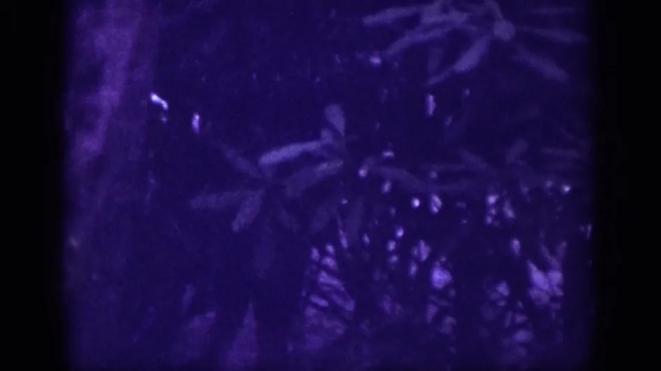 Dense forest foliage on 8mm circa 1963, deep purple-blue cast with a faint light point in the lower-left that may correspond to flash or ambient light