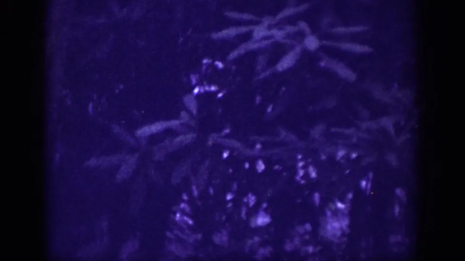 Dense forest foliage in 8mm home movie circa 1963, dominated by deep purple-blue emulsion shift and heavy grain, with soft-focus leaf and branch texture throughout