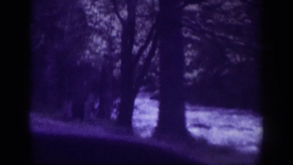 8mm home movie frame circa 1963, tree trunks silhouetted against purple-violet dye-shifted film, road surface faintly visible at bottom edge.