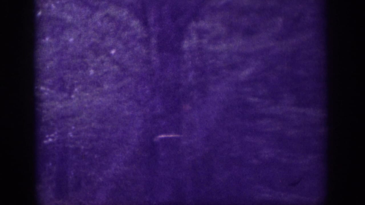 Dense wooded roadside filmed on 8mm in Memphis, Tennessee, circa 1963; heavy violet film cast and grain dominate the frame.