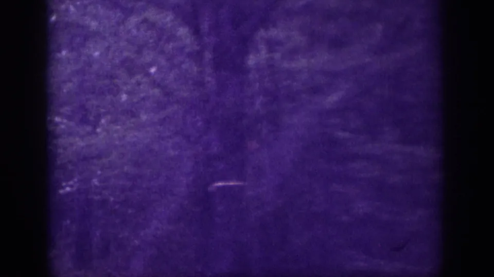 Dense wooded roadside filmed on 8mm in Memphis, Tennessee, circa 1963; heavy violet film cast and grain dominate the frame.